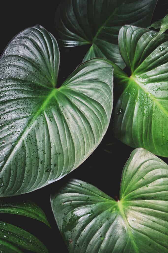 A large green leaf on the article How to Propagate Homalomena: A Complete Beginner’s Guide
