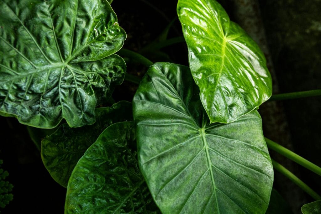 Large green leaves on the article How to Care for Alocasia Cuprea: Light, Water, Soil & Humidity Tips