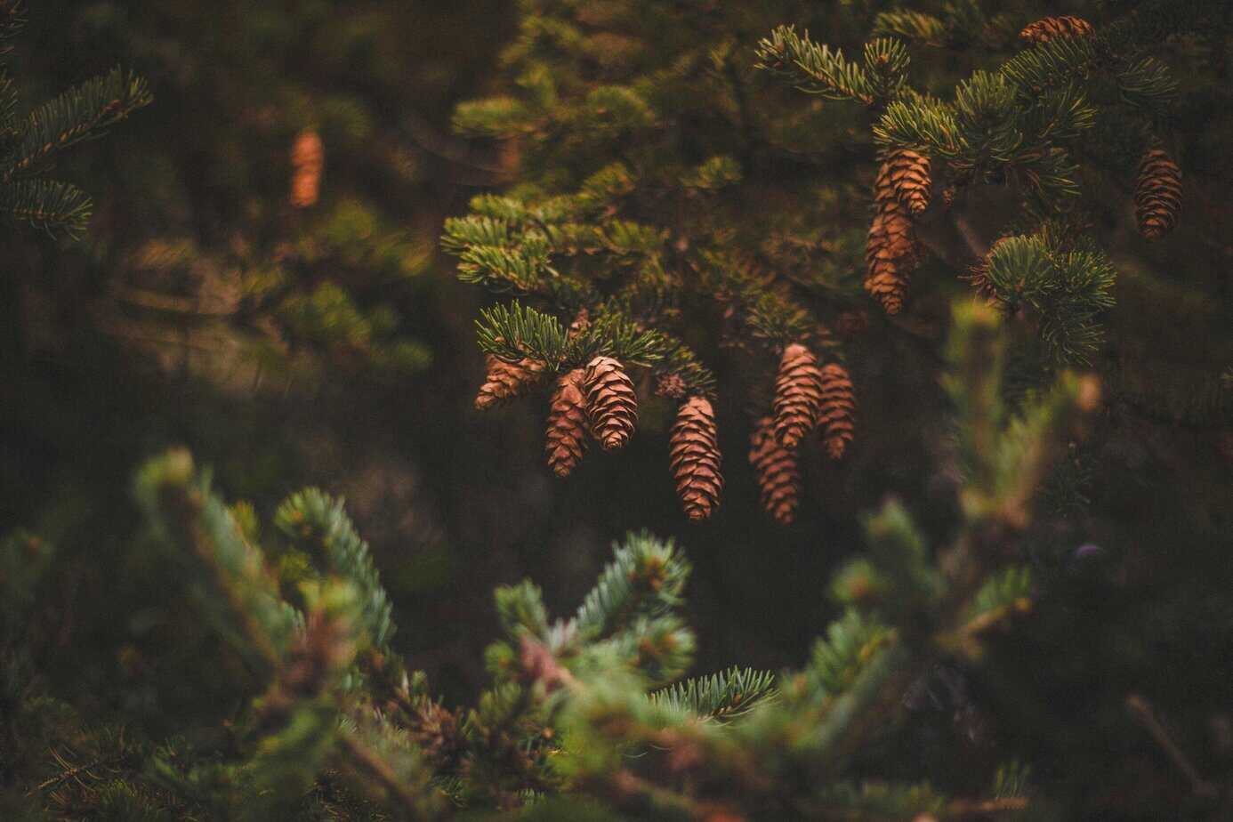 How to tell if a pine tree is dead signs causes and more