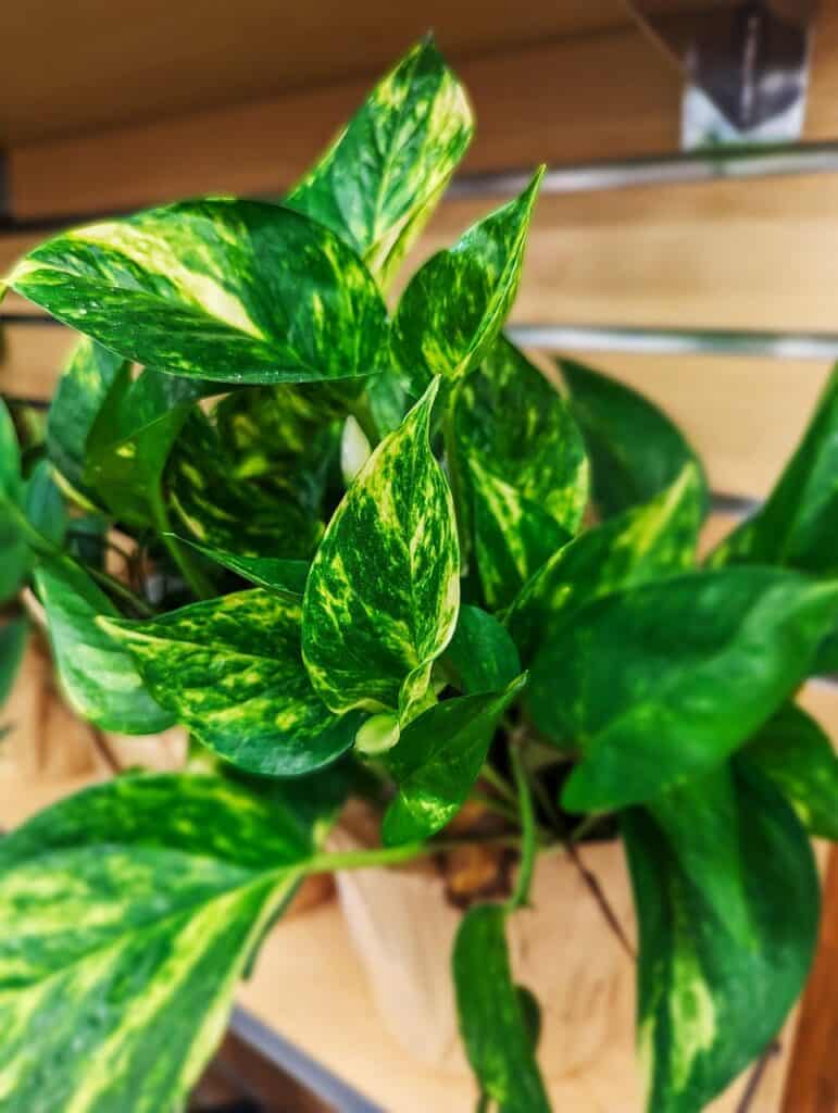 A pothos on the article Marble Queen vs Snow Queen Pothos: Key Differences