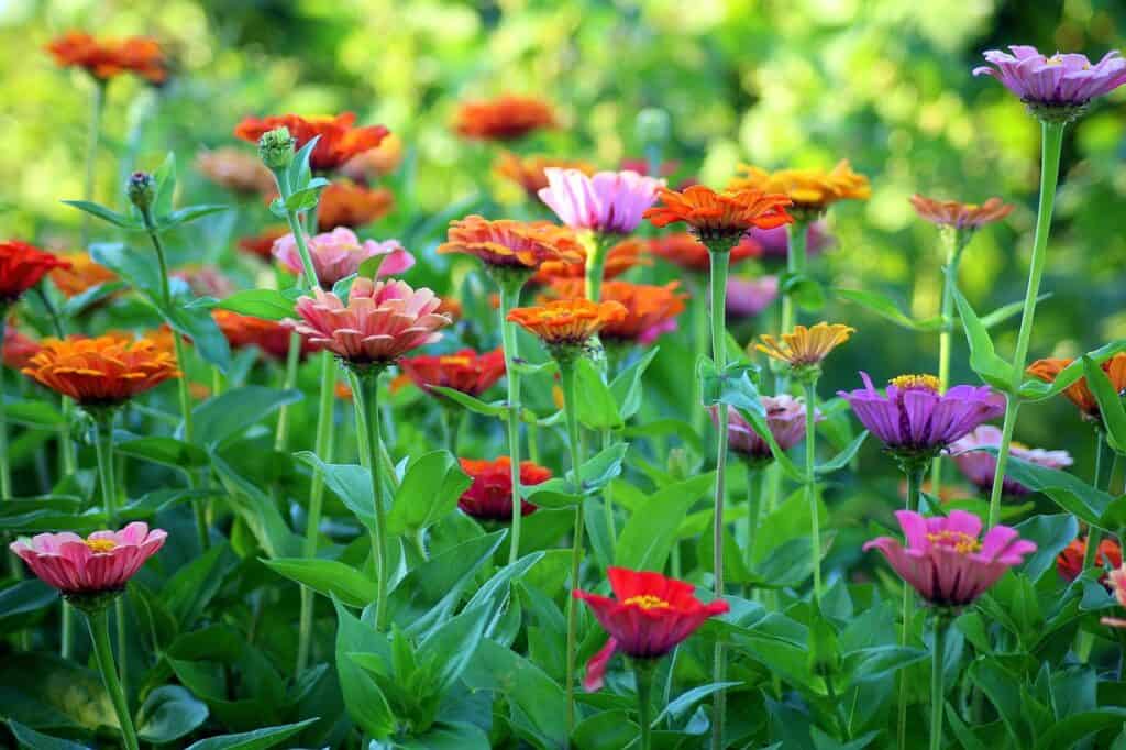 Multiple coloured flowers in green grass on the article Early Summer Gardening: When Does It Start?