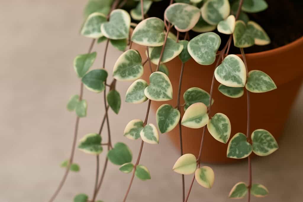 A string of hearts on the article How to Propagate Variegated String of Hearts – Step-by-Step