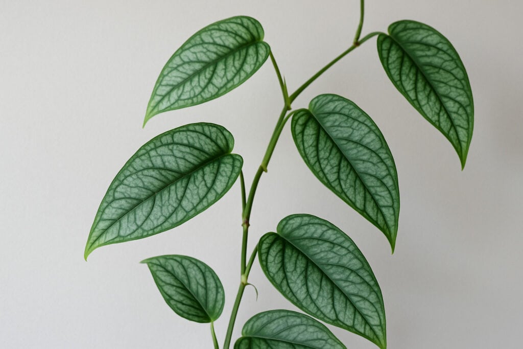 A green leaved plant on the article Is Monstera Siltepecana Rare? Value & Care Tips