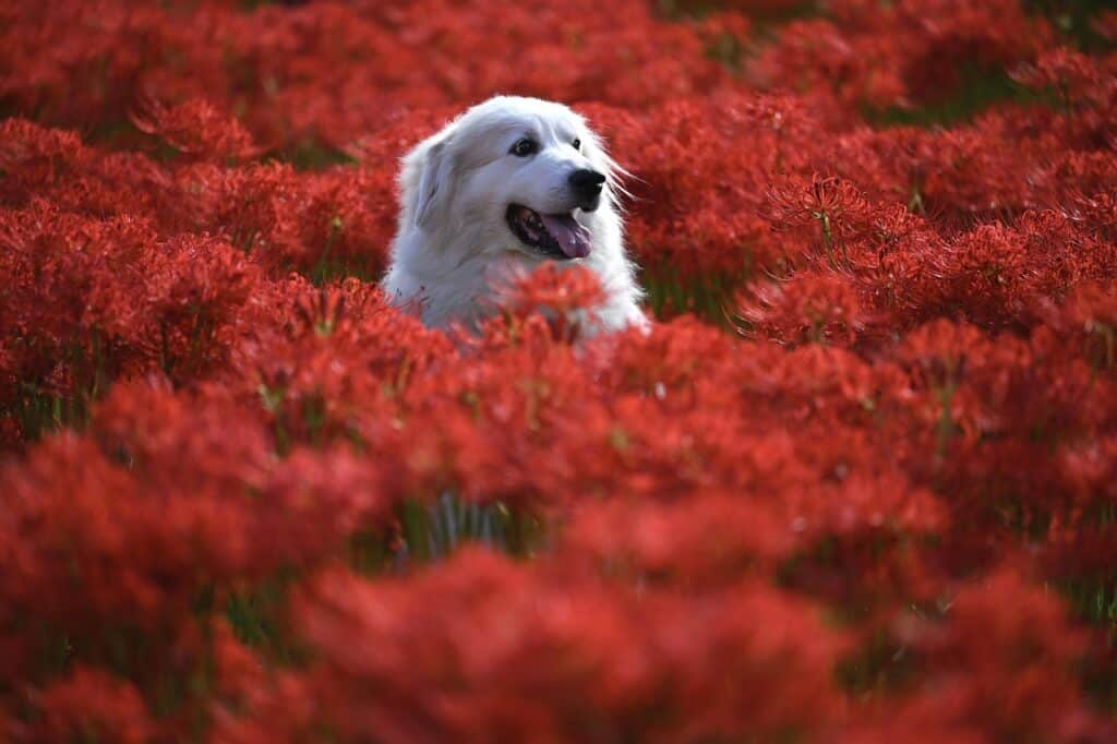 A white dog in red flowers on the article Keep Dogs Out of Flower Beds: Easy & Safe Solutions