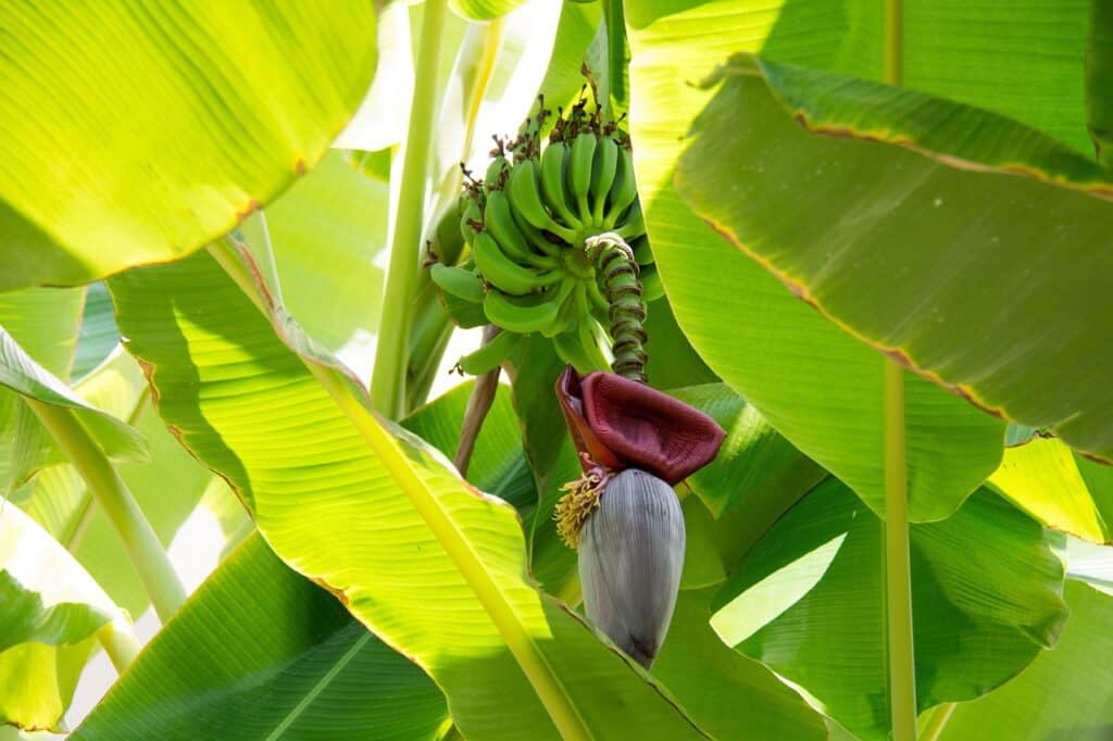A dwarf banana tree on the article How Big Do Dwarf Banana Plants Get? Size & Growth Facts