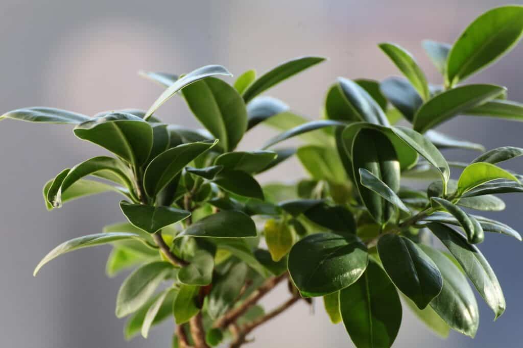 A green leaved plant on the article How to Propagate Ficus Ruby – Step-by-Step Guide