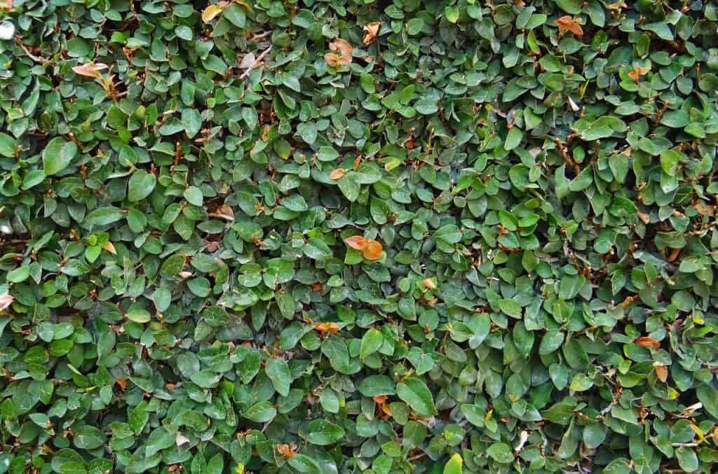 A creeping fig on the article Can Creeping Fig Grow in Full Sun? Sunlight Needs Explained