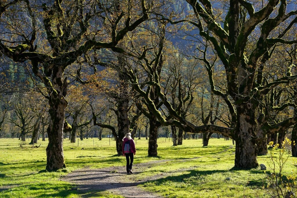 Lots of sycamore tree with a woman standing there on the article Is Sycamore Firewood Any Good? - Burn or Pass?