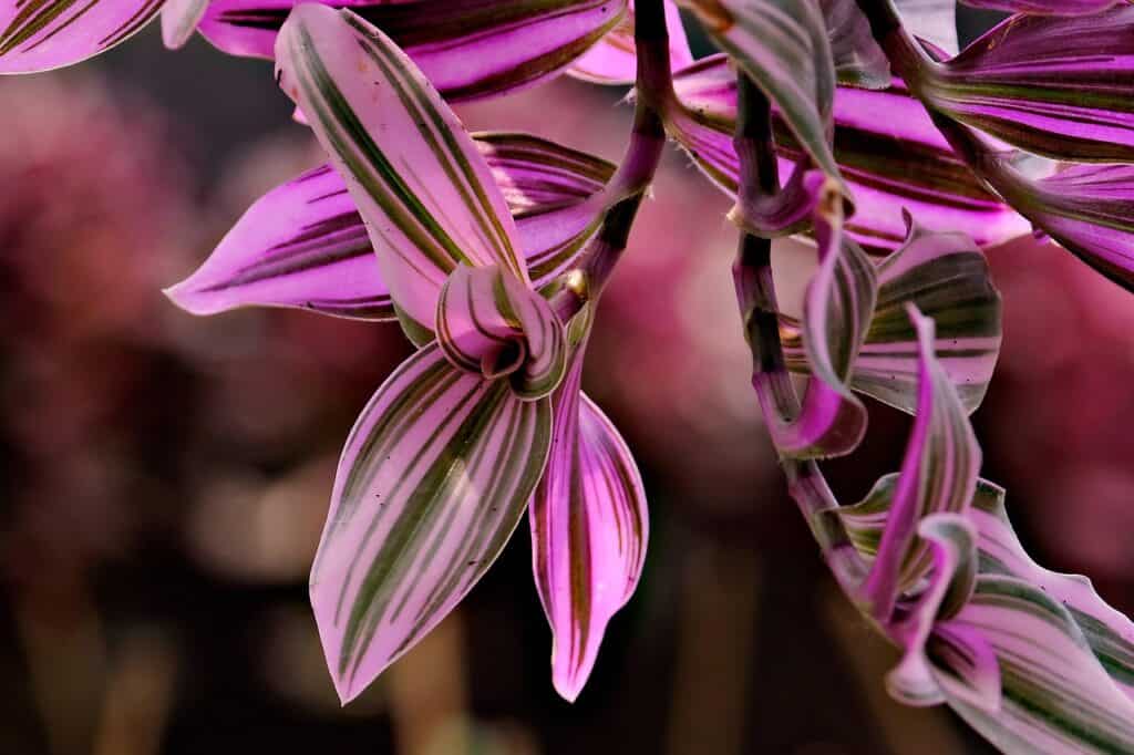 A purple striped leaved plant on the article Why Is the Wandering Jew Plant Important? - Benefits & Uses
