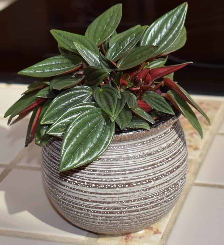 A green and red leaved plant on the article Do Peperomia Frost Plants Bloom? What You Need to Know