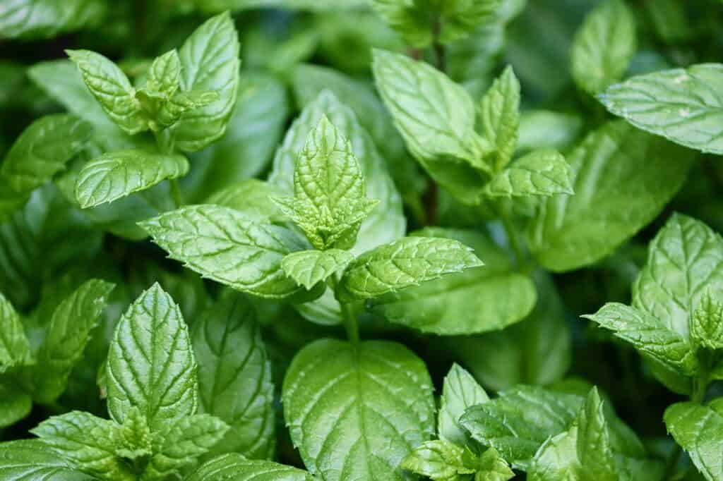A green leaved plant which is peppermint on the article Will Peppermint Oil Hurt Plants? Safe Use & Tips Explained