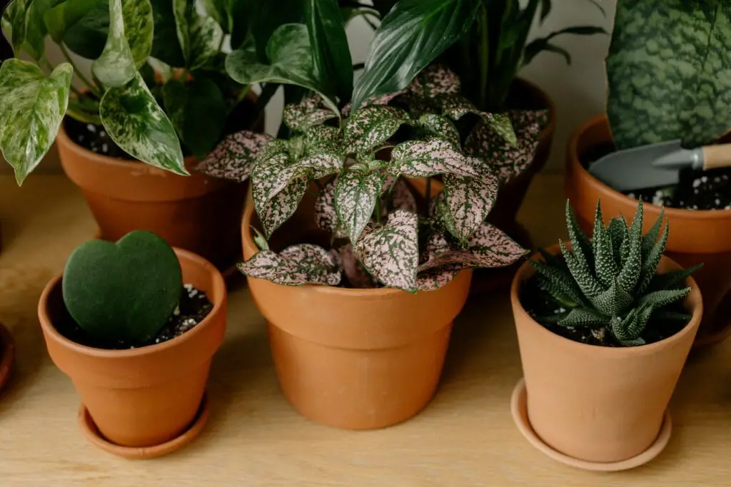 Lots of small house plants on the article How Fast Does Hoya Obovata Grow? The Truth Revealed