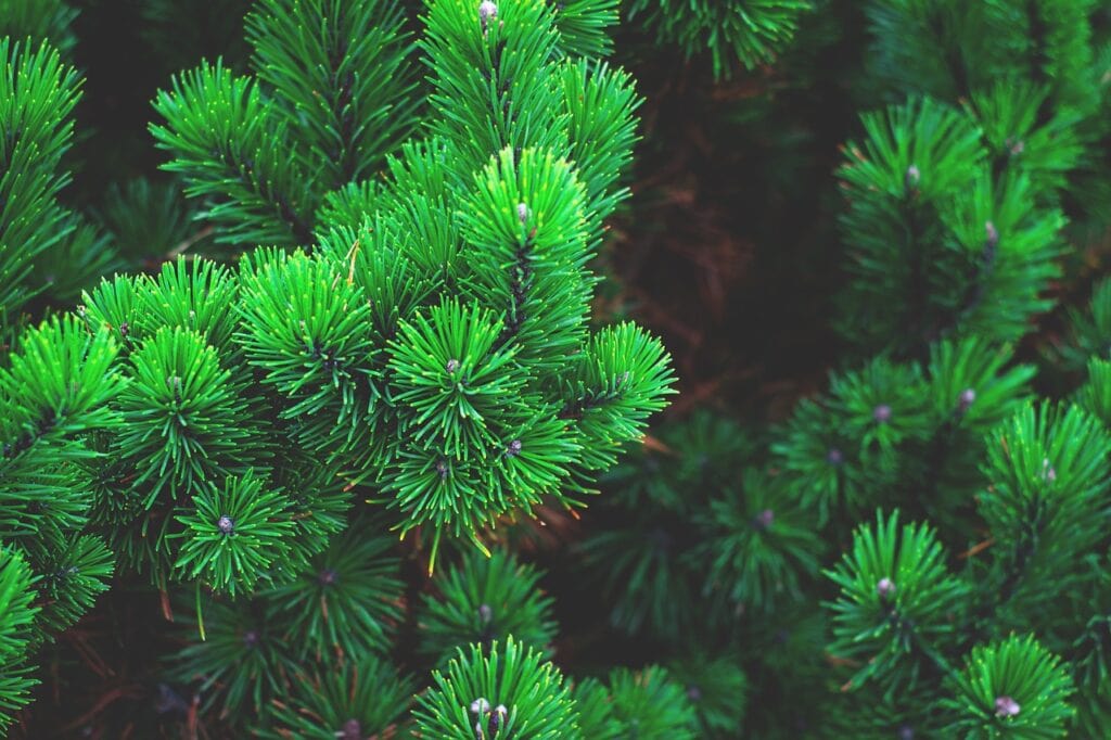 A green leaved pine tree on the article Can Trimming a Pine Tree Kill It? Risks & Best Practices