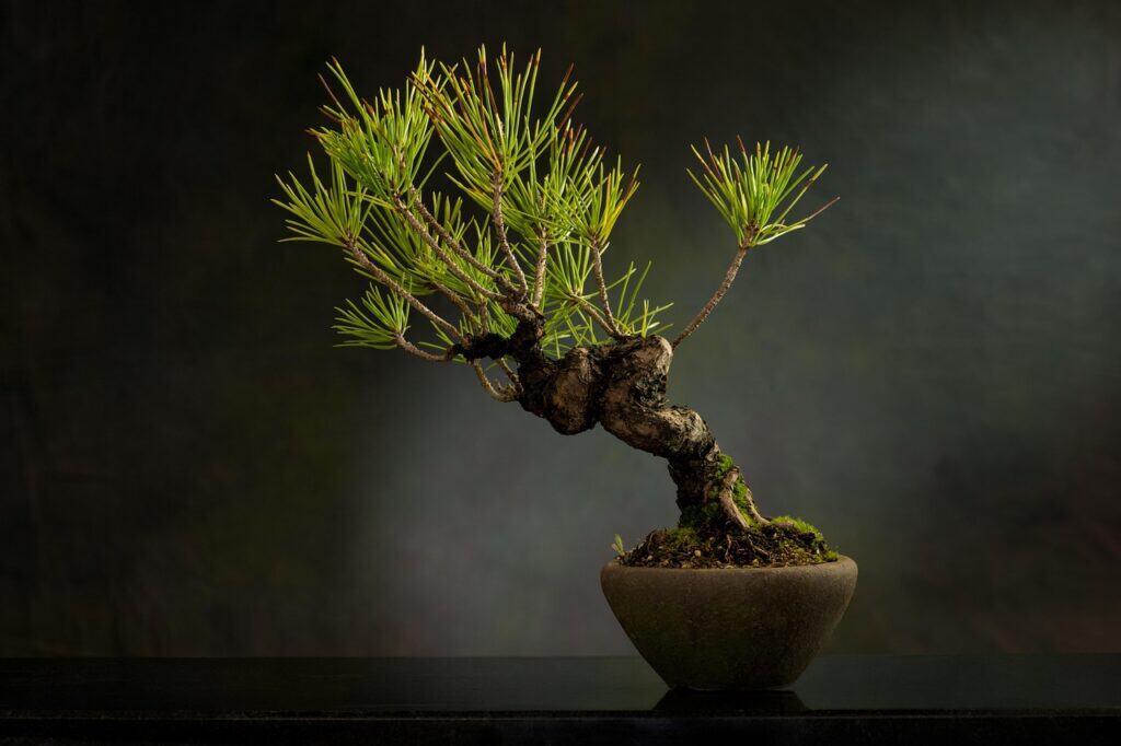 A bonsai tree in a small pot with a black background on the article Why Is My Bonsai Tree Losing Leaves? Causes & Easy Fixes