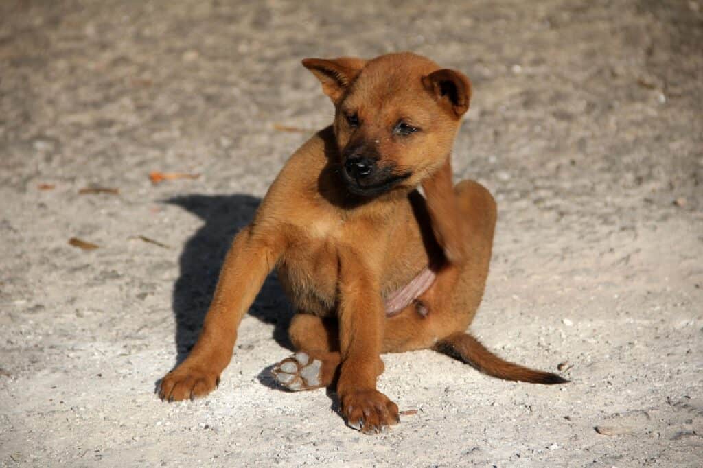 A dog scratching on the article What Plants Repel Fleas? Natural Flea-Repelling Plants That Work