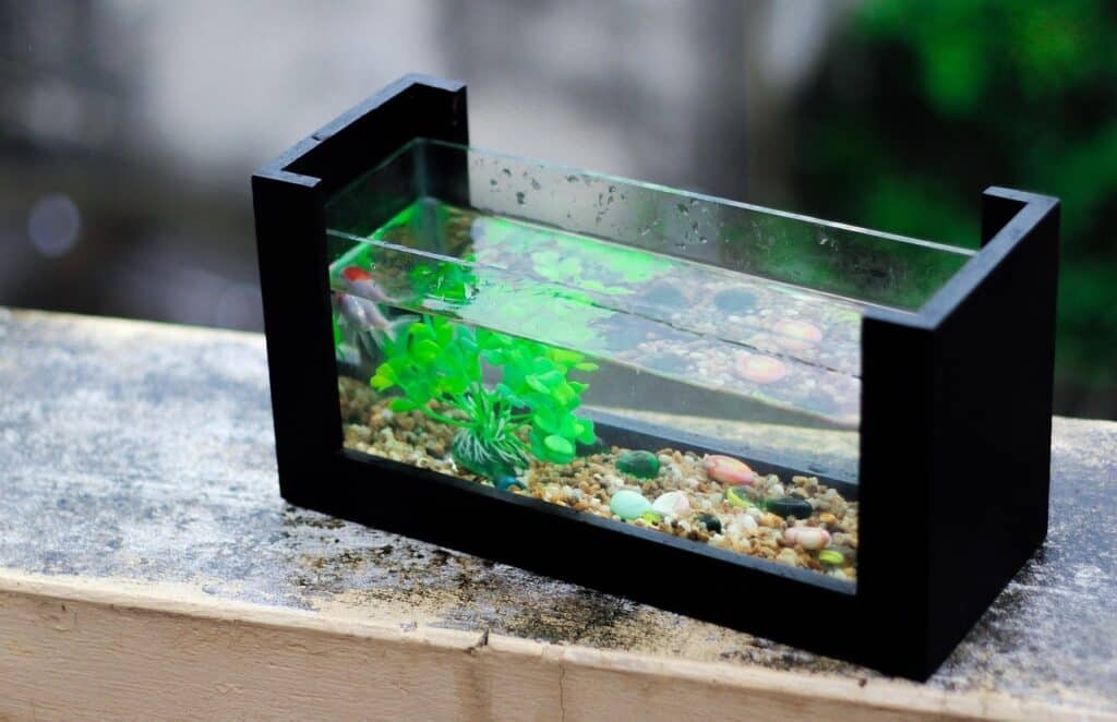 A fish with a green plant in an aquarium on the article Aquarium Plants That Grow Out of Water - Best Options