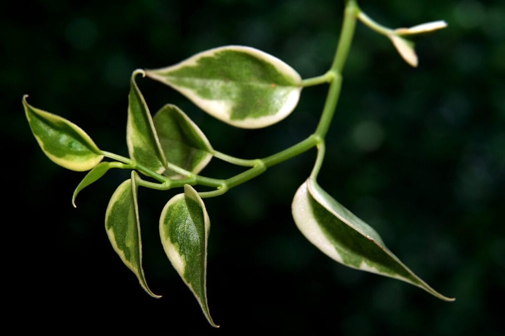 A hoya obovata on the article How to Propagate Hoya Obovata: Step-by-Step Guide