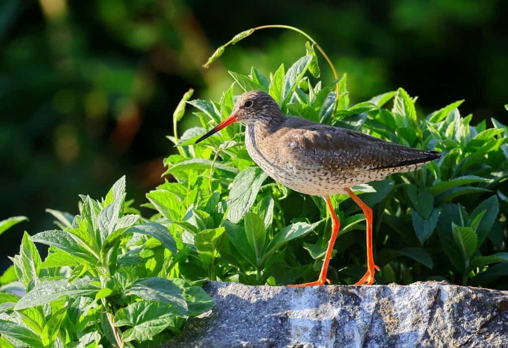 A bird with an orange beak and legs with green leaves behind on the article How to Keep Birds Out of Hanging Plants - Simple & Safe Methods