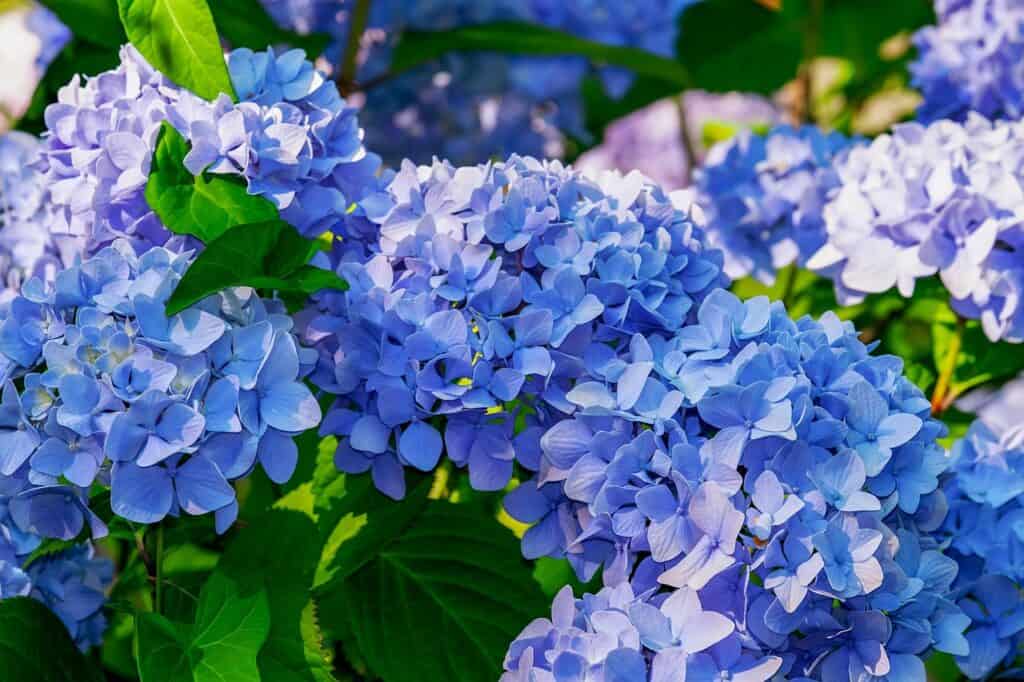A blue hydrangea with green leaves on the article Why Are My Hydrangea Leaves Turning Yellow? Causes & Fixes