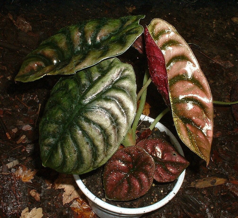 A green and red striped leaf which is a Alocasia Cuprea