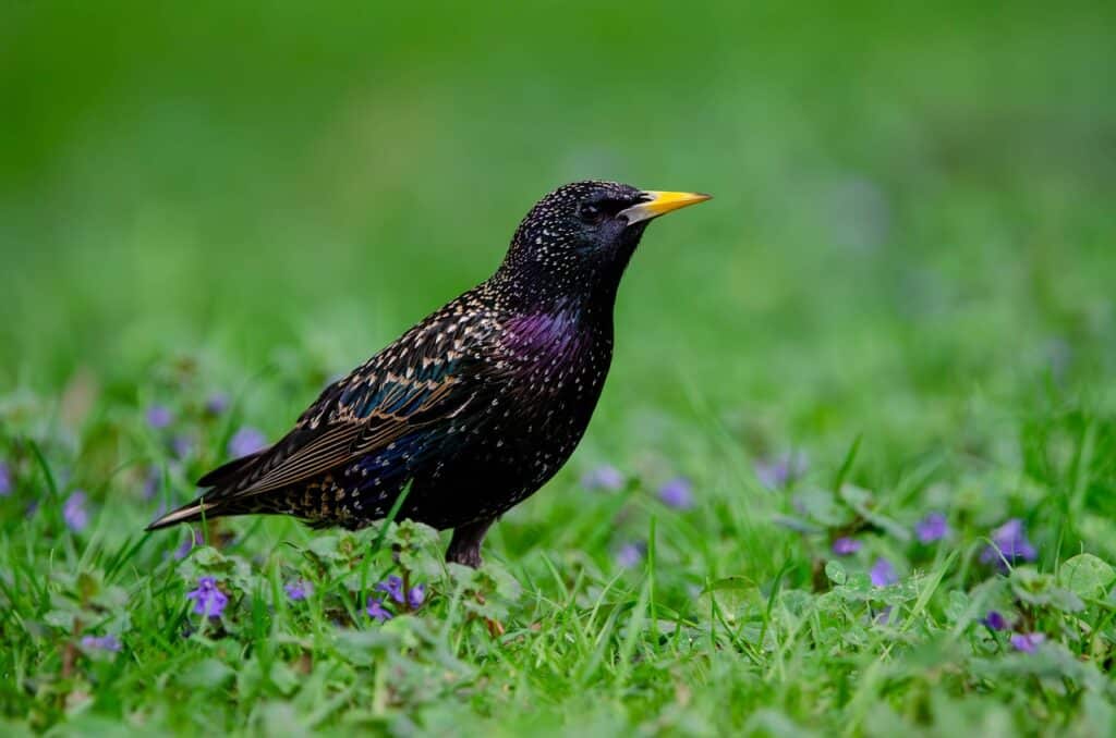 A black feathered starling with an orange beak standing on green grass on the article Do Starlings Feed in Gardens All Year? Seasonal Guide