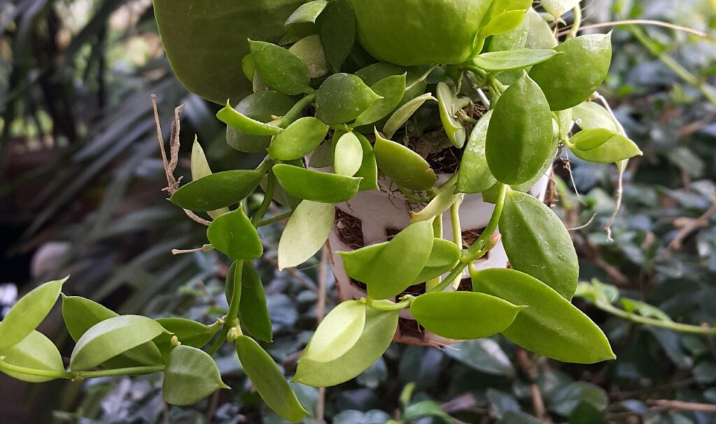 A hoya Compacta on the article How to Propagate a Hindu Rope Plant (Hoya Compacta)
