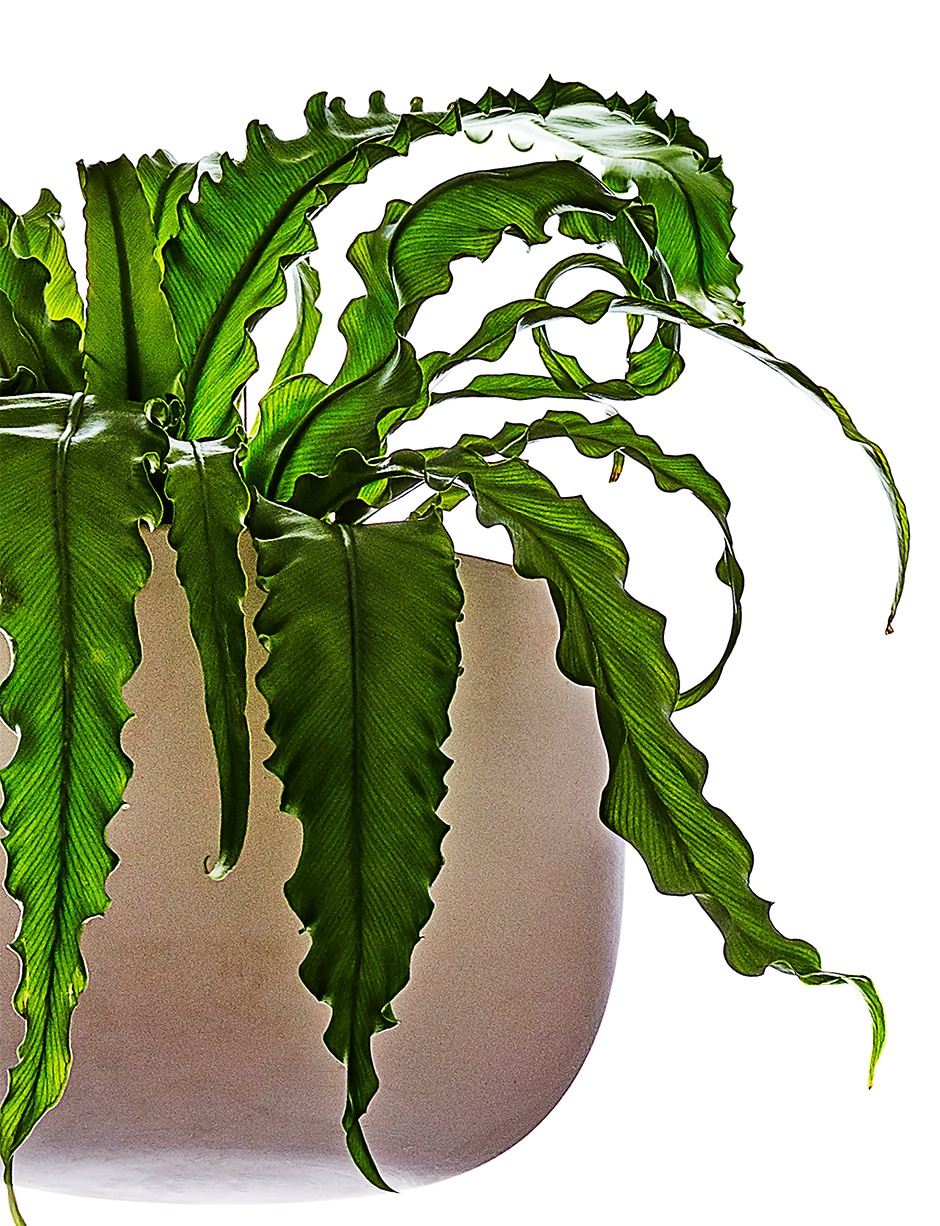 bird's nest fern in pot