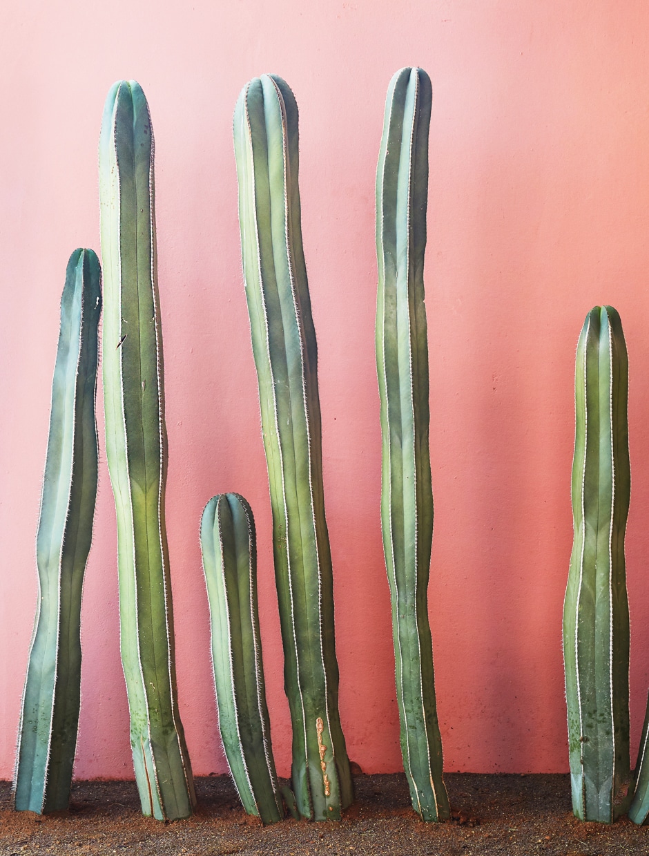 cacti at sands hotel against pink wall
