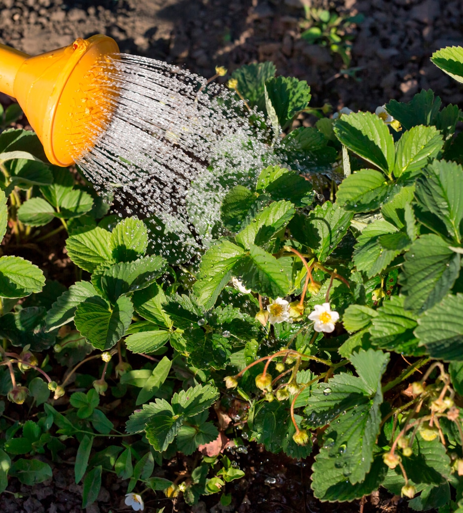 rainwater hose watering plants