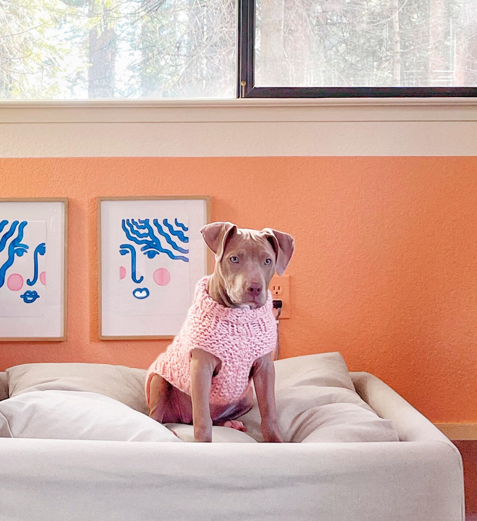 londo lodge gym satie dog home gym ideas