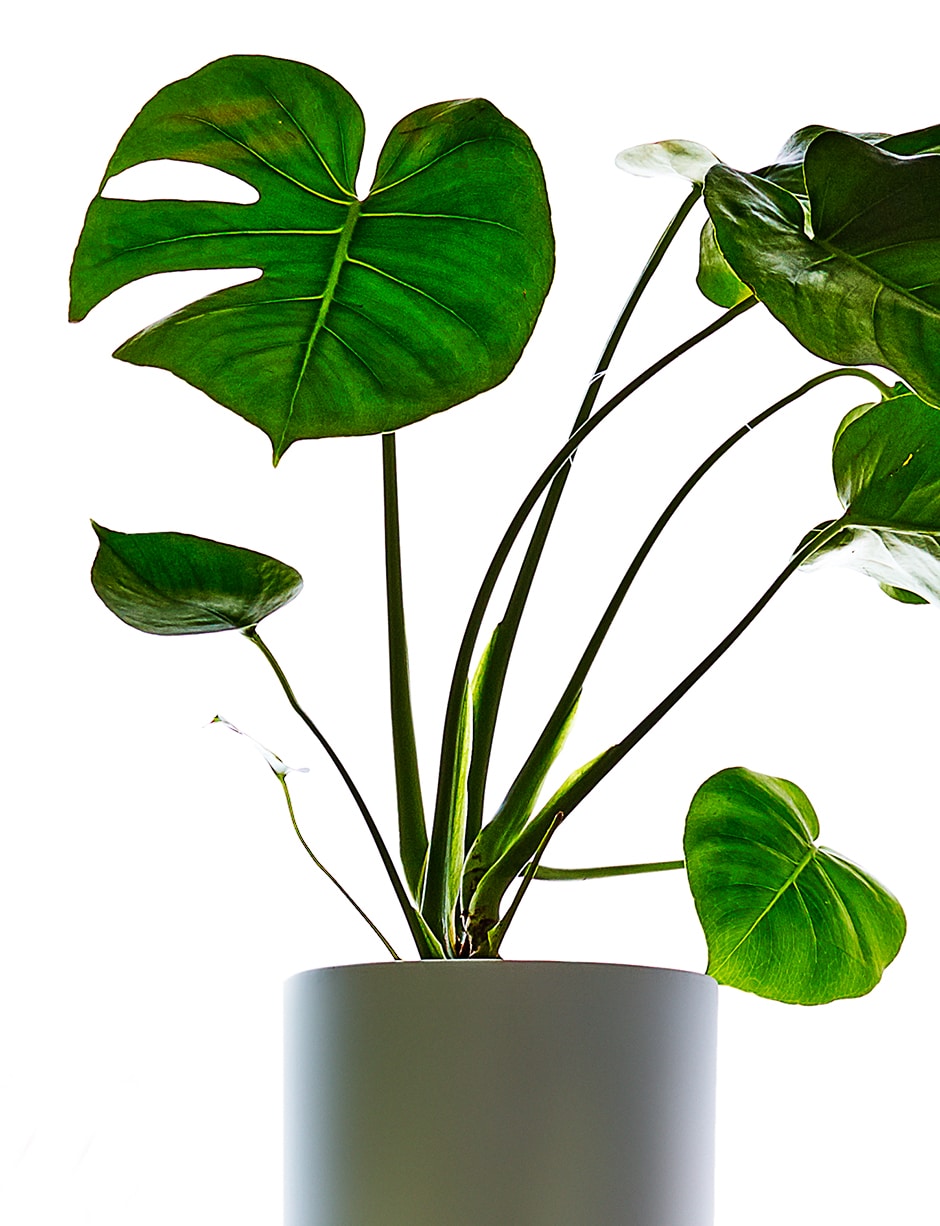 monstera plant in pot