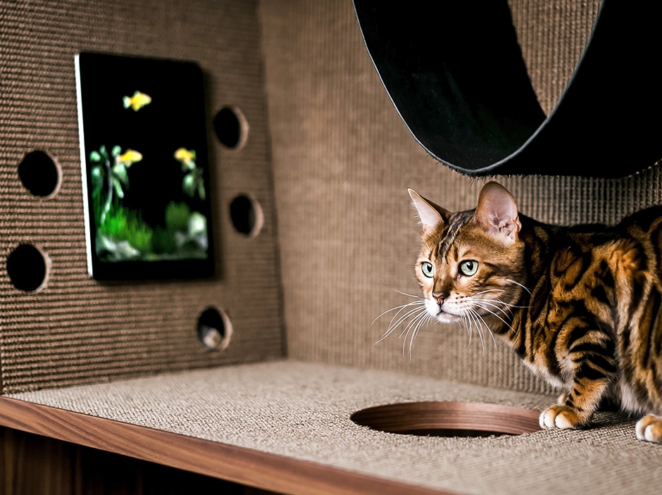 cat in home with mounted ipad game