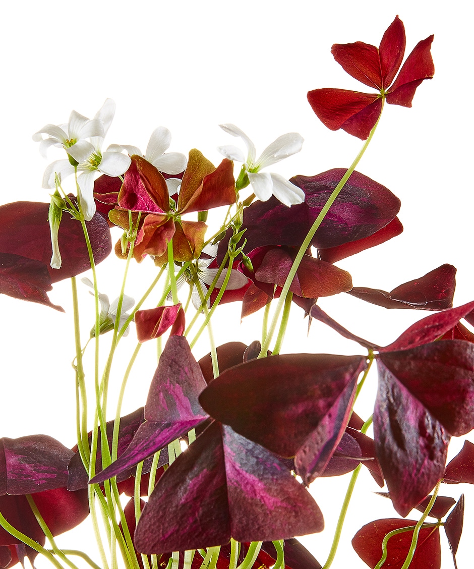 purple oxalis plant