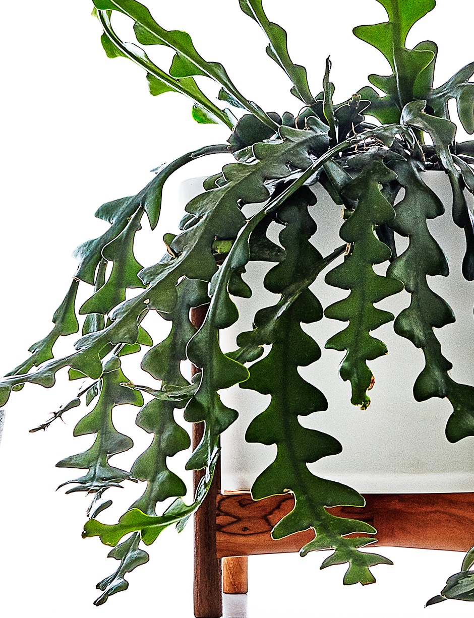 ric-rac cactus in pot