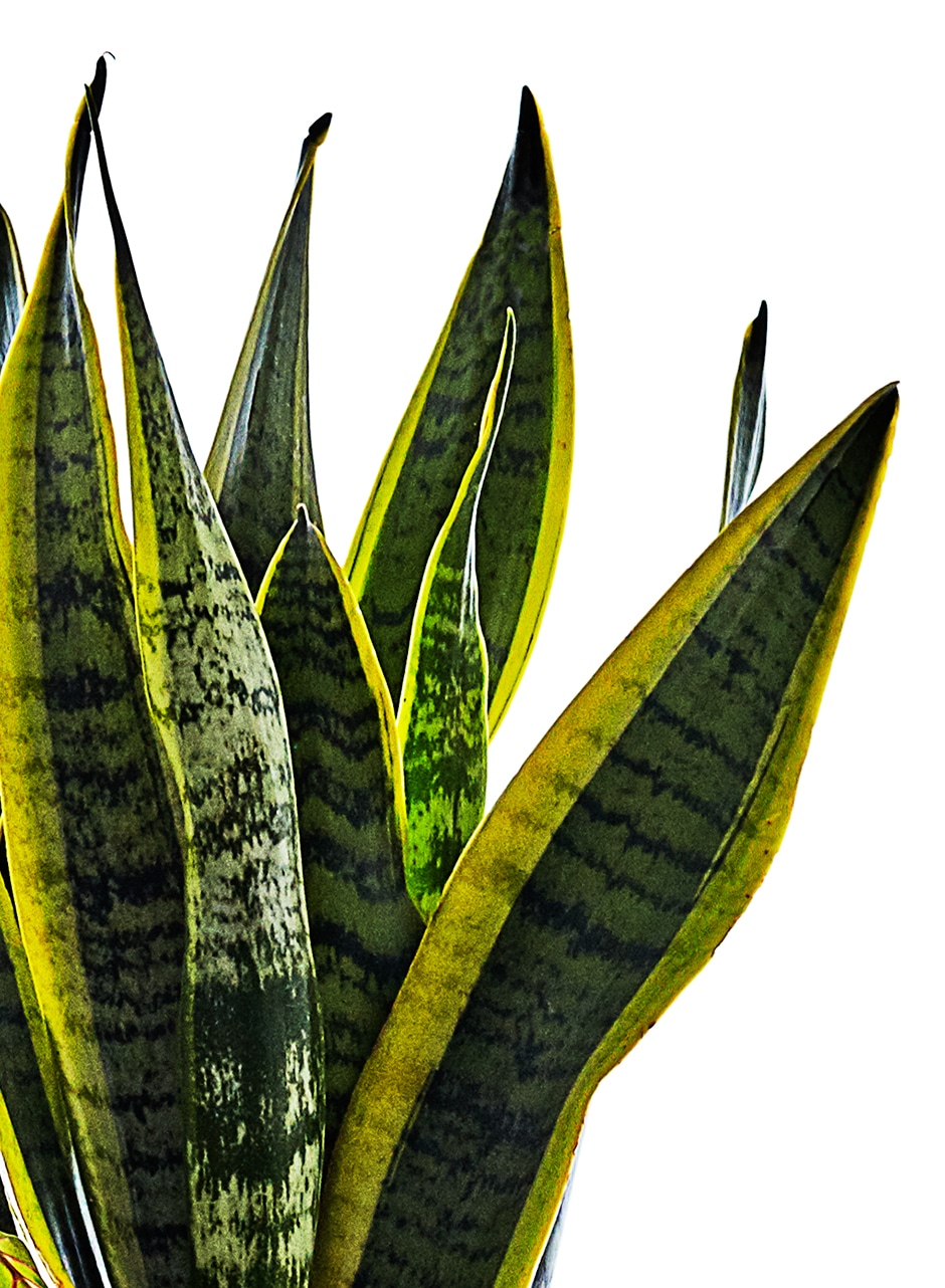 snake plant succulent