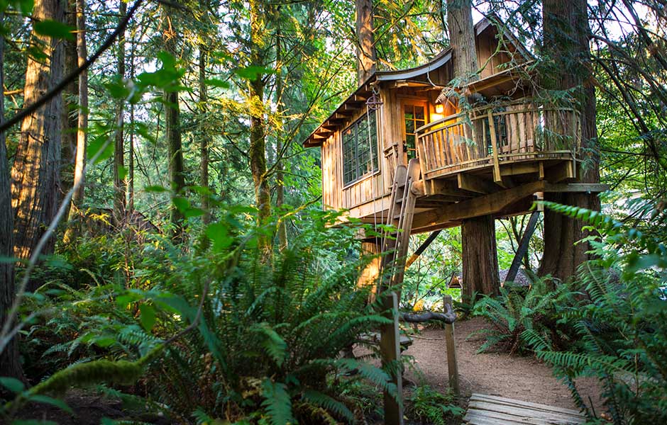 A cozy wooden treehouse nestled high in a dense, green forest, with a ladder leading up to its entrance.