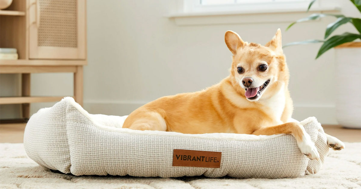 best dog beds to keep your pup cozy and comfortable