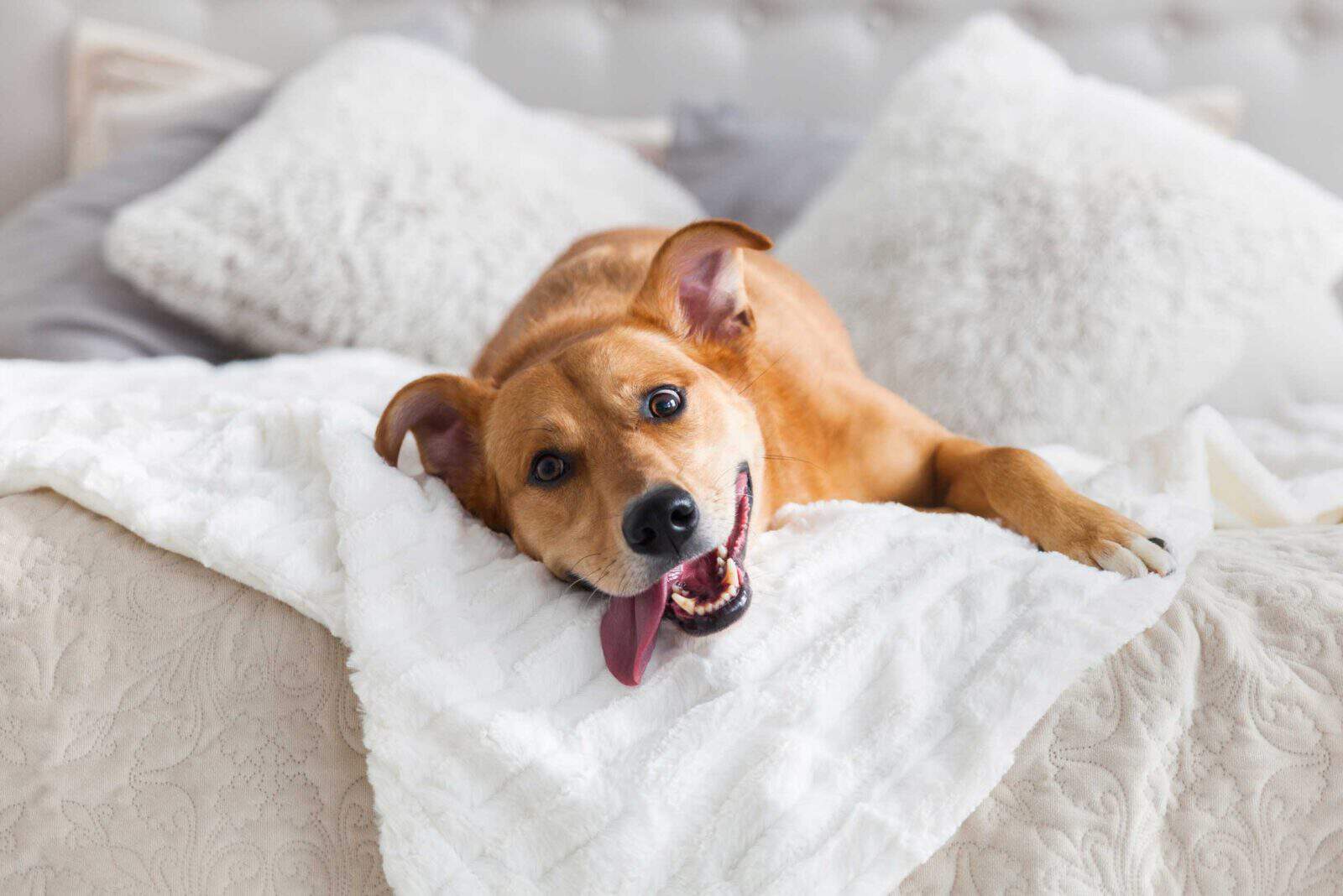 Happy brown dog lying on a white fluffy blanket with pillows in the background
