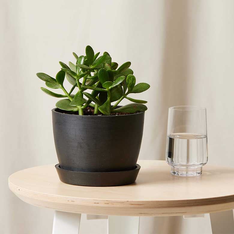 A small, potted jade plant with thick, green leaves sitting on a wooden table next to a glass of water