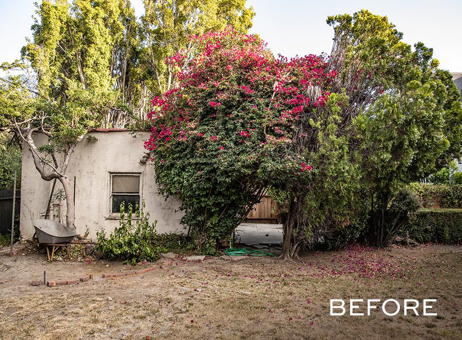 Overgrown yard with dense trees, flowering vines, and a small weathered structure