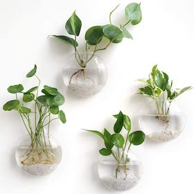 Set of four small clear wall-mounted planters with green leafy plants and white pebbles