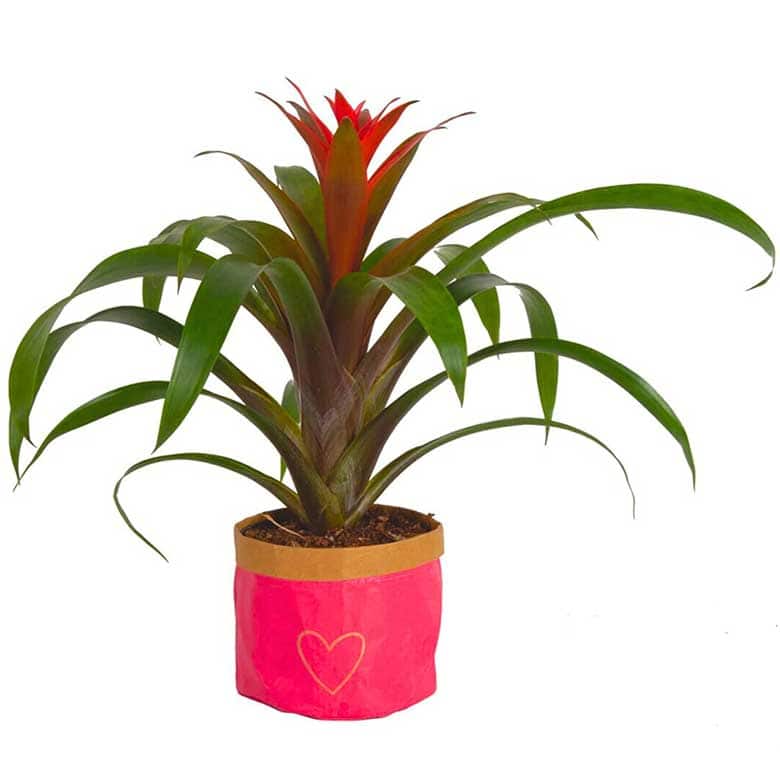 Potted bromeliad plant with long green leaves and a bright red flower at the center