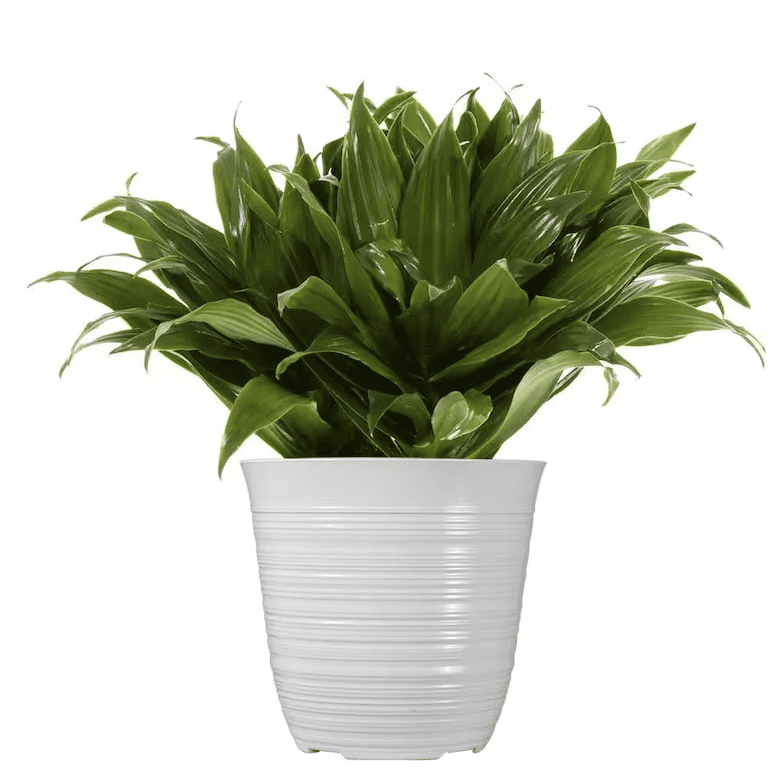 Green leafy plant in a white ribbed planter