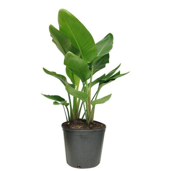 Potted bird of paradise plant with large green leaves in a black plastic container