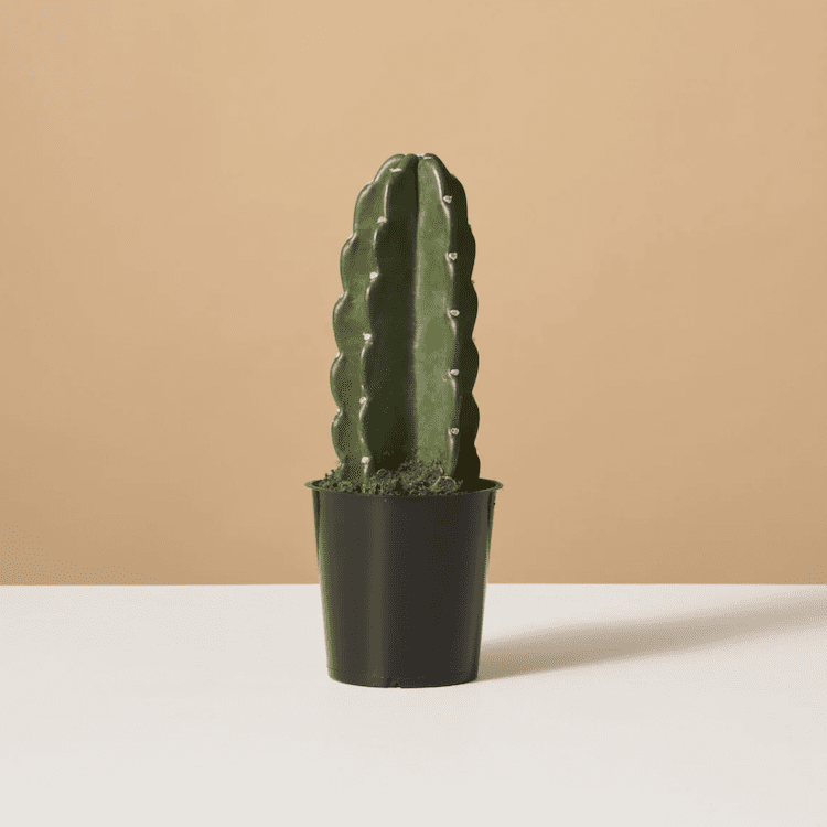 Potted cactus with ridged green body and small spines on a neutral background