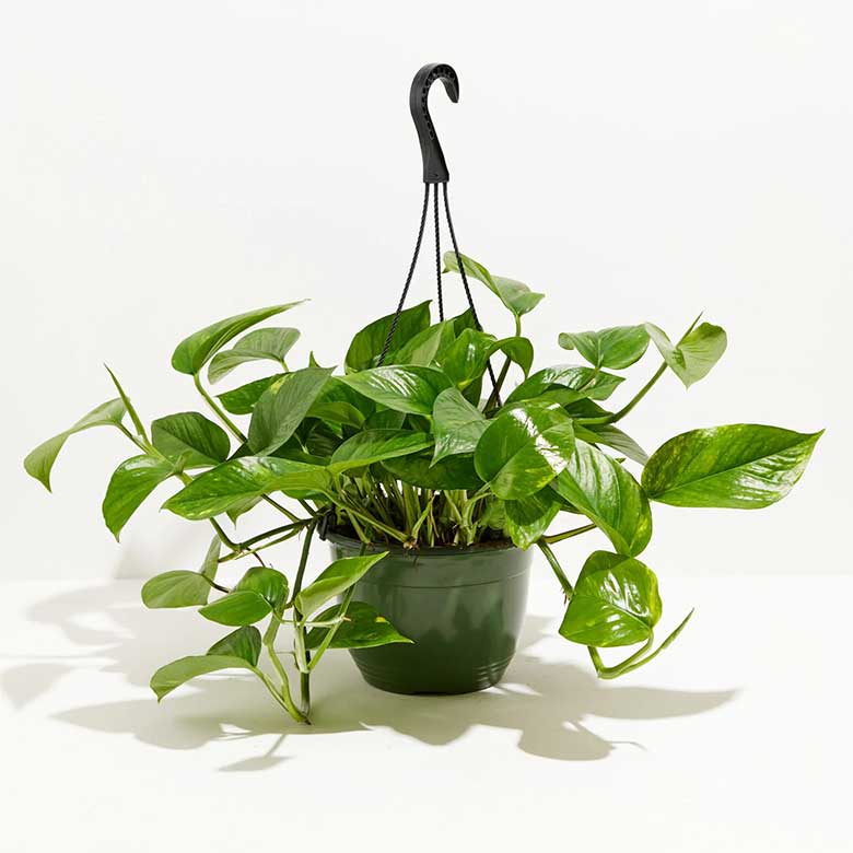 Hanging pothos plant in a green pot with a black hook