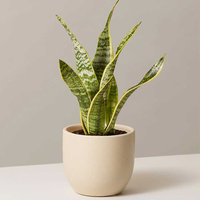 Snake plant in a beige ceramic pot on a white surface