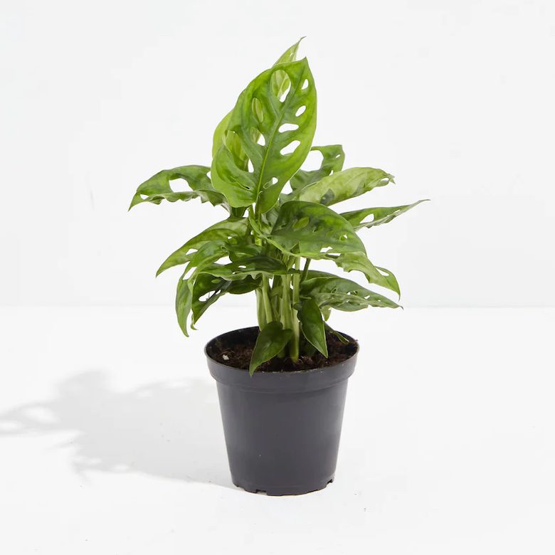 Monstera adansonii plant in a black plastic pot