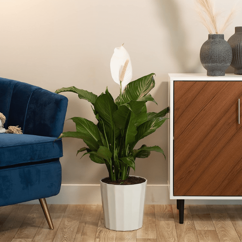 Simple interior with a potted peace lily, a blue velvet sofa, and a wooden cabinet with decorative vases