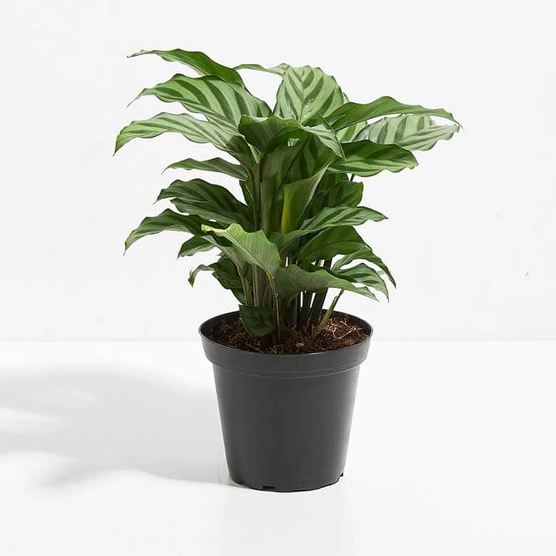 Green leafy houseplant with broad striped leaves growing in a black plastic pot on a white background